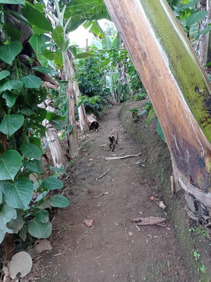 Alojamiento Rural Jardin Consentido エクステリア 写真