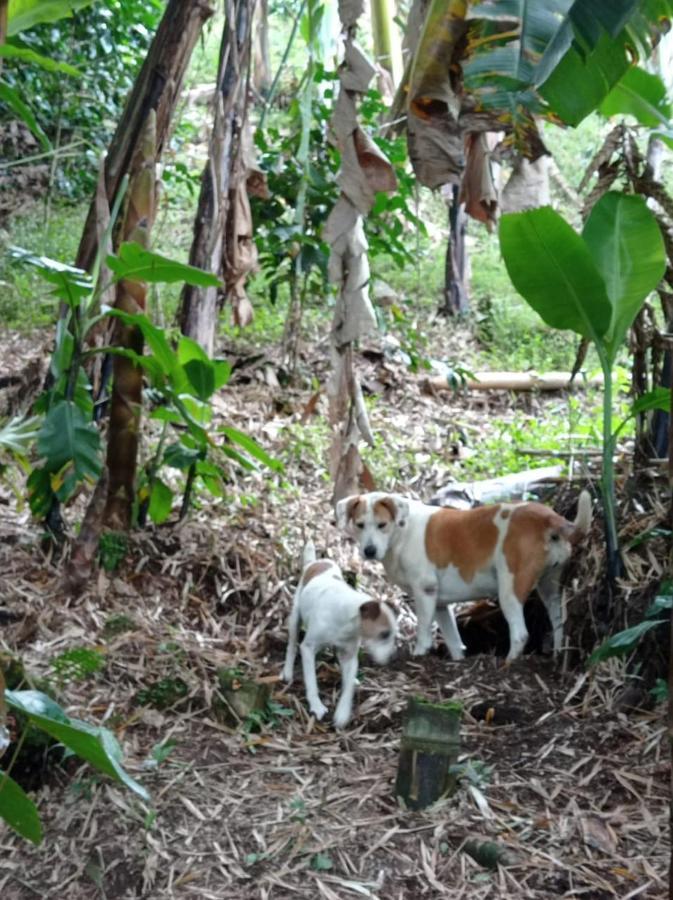 Alojamiento Rural Jardin Consentido エクステリア 写真