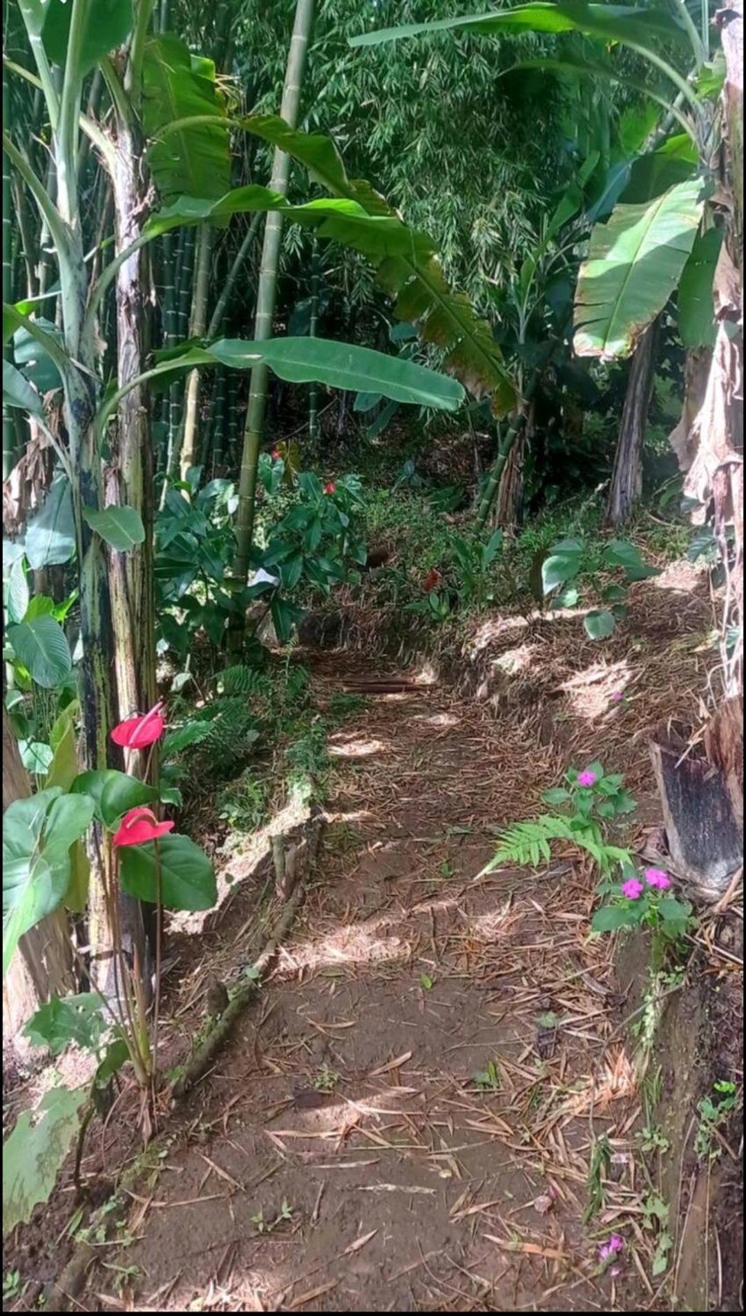 Alojamiento Rural Jardin Consentido エクステリア 写真