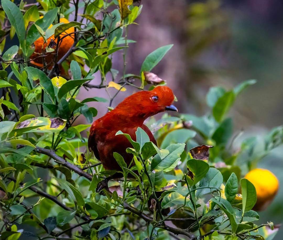 Alojamiento Rural Jardin Consentido エクステリア 写真