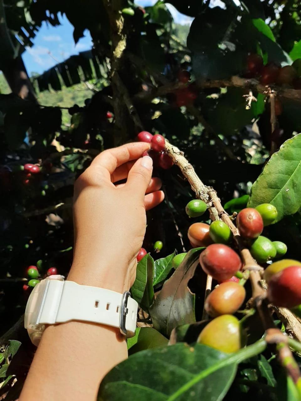 Alojamiento Rural Jardin Consentido エクステリア 写真