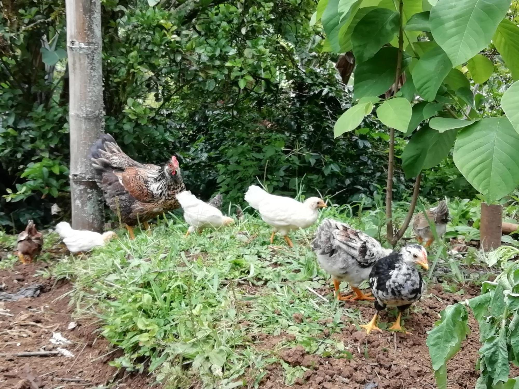 Alojamiento Rural Jardin Consentido エクステリア 写真
