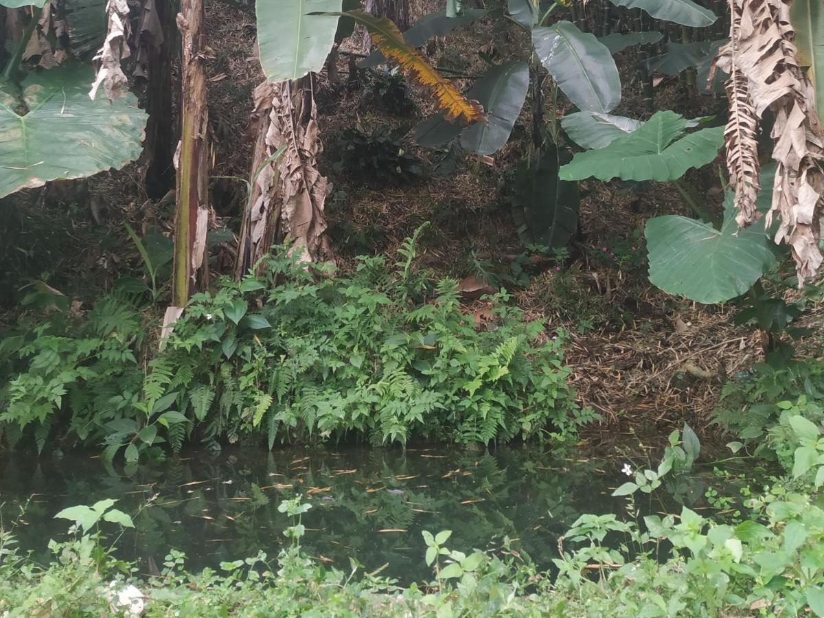 Alojamiento Rural Jardin Consentido エクステリア 写真